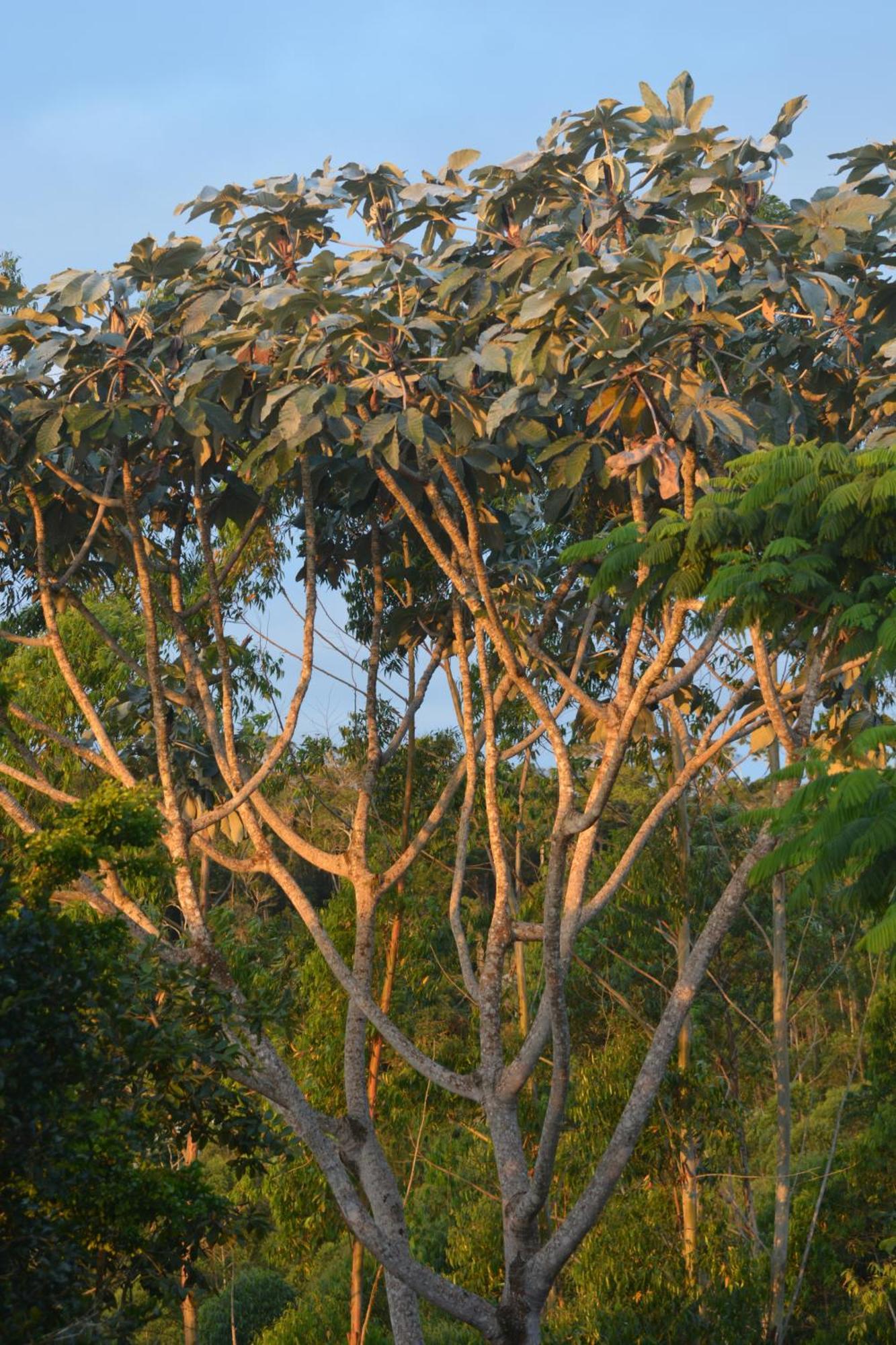 Sitio Juara Bed and Breakfast Santa Teresa  Εξωτερικό φωτογραφία